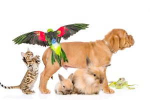 HD-wallpaper-pets-bordeaux-dog-small-brown-puppy-parrots-kitten-rabbits-veterinary-clinic-concepts-dogue-de-bordeaux-bordeaux-mastiff